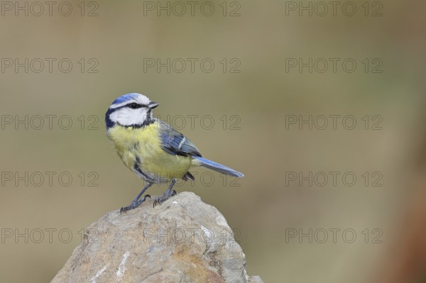 Blue tit (Parus caeruleus), sitting on a stone on the forest floor, Wilnsdorf, North Rhine-Westphalia, Germany