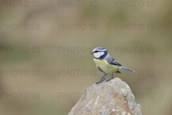 Blue tit (Parus caeruleus), sitting on a stone on the forest floor, Wilnsdorf, North Rhine-Westphalia, Germany