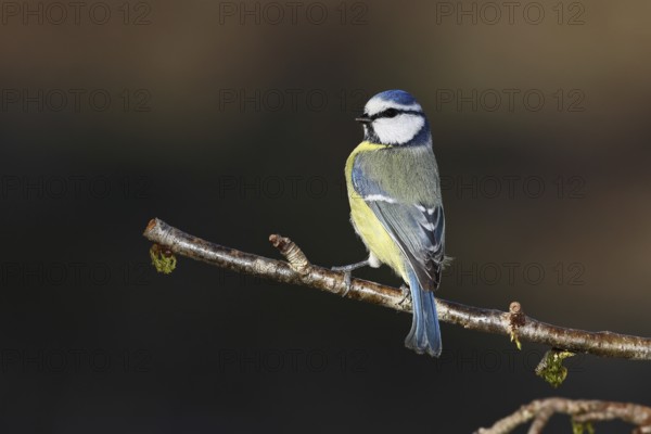 Blue tit (Parus caeruleus), Wilnsdorf, sitting on a branch in a cherry tree, North Rhine-Westphalia, Germany
