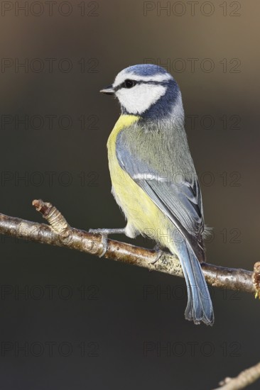 Blue tit (Parus caeruleus), Wilnsdorf, sitting on a branch in a cherry tree, North Rhine-Westphalia, Germany