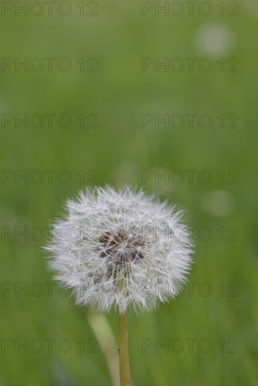Seed stand, common dandelion (Taraxacum sect. Ruderalia), in a meadow, close-up, Wilnsdorf, North Rhine-Westphalia, Germany