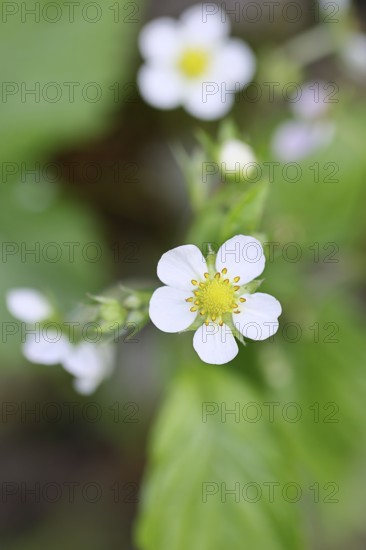 Wild strawberry (Fragaria vesca), in bloom, wild strawberry blossom, close-up, Wilnsdorf, North Rhine-Westphalia, Germany