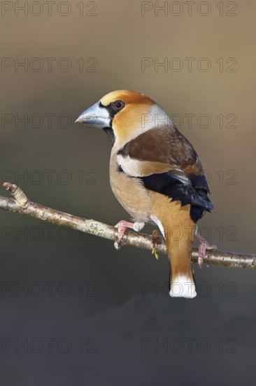 Hawfinch (Coccothraustes coccothraustes), male, sitting on a twig in a cherry tree, wildlife, colourful plumage, animals, finches, birds, Wilnsdorf, North Rhine-Westphalia, Germany