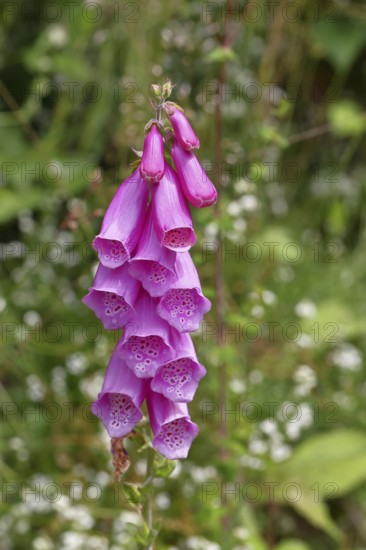 Common foxglove (Digitalis purpurea), flowers, close-up, from the plantain family, highly toxic, deadly poisonous plant, Wilnsdorf, North Rhine-Westphalia, Germany