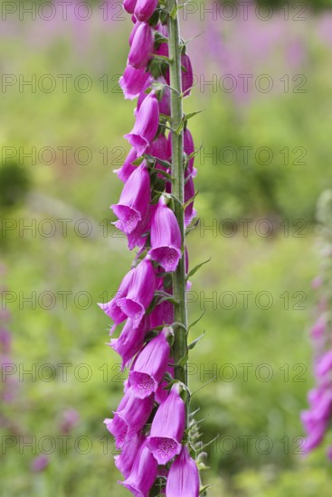 Common foxglove (Digitalis purpurea), flowers, close-up, from the plantain family, highly toxic, deadly poisonous plant, Wilnsdorf, North Rhine-Westphalia, Germany