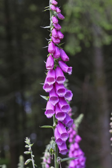Common foxglove (Digitalis purpurea), flowers, close-up, from the plantain family, highly toxic, deadly poisonous plant, Wilnsdorf, North Rhine-Westphalia, Germany