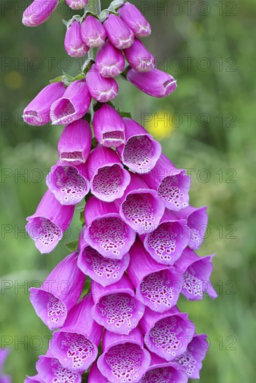 Common foxglove (Digitalis purpurea), flowers, close-up, from the plantain family, highly toxic, deadly poisonous plant, Wilnsdorf, North Rhine-Westphalia, Germany