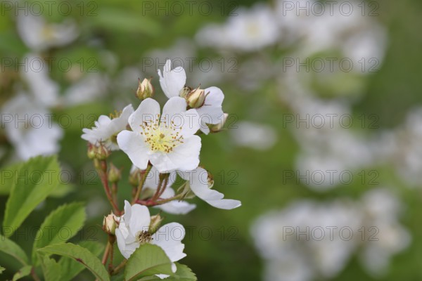 Bibernell rose (Rosa spinosissima L., syn.: Rosa pimpinellifolia L.), also called dune rose, earth rose, field rose, oat rose, prickly rose, spiky rose and rock rose, is one of the oldest wild rose species, dog rose, flowers on a bush, Wilnsdorf, North Rhine-Westphalia, Germany