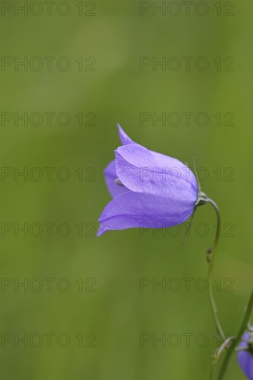Meadow bellflower (Campanula patula), blue flower, on a rough meadow, Wilnsdorf, North Rhine-Westphalia, Germany
