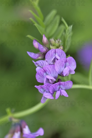 Fence vetch (Vicia sepium), flower, Wilnsdorf, North Rhine. Westphalia, Germany