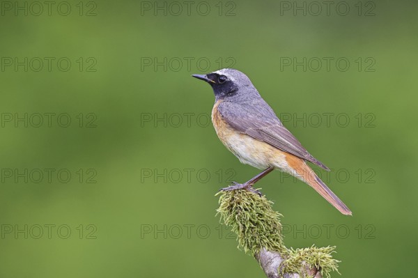 Redstart (Phoenicurus phoenicurus), male on a moss-covered branch, songbird, wildlife, Wilnsdorf, North Rhine-Westphalia, Germany