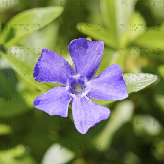 Bigleaf Periwinkle (Vinca major), blue flower in the garden, Wilnsdorf, North Rhine-Westphalia, Germany