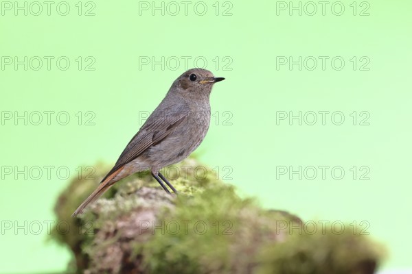 Black redstart (Phoenicurus ochruros), female on a moss-covered tree stump in a garden, Wilnsdorf, North Rhine-Westphalia, Germany