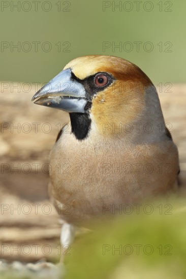 Hawfinch (Coccothraustes coccothrautes), in the forest, animal portrait, Wilnsdorf, North Rhine-Westphalia, Germany