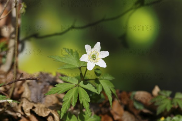 Wood anemone (Anemone nemorosa), flowering in a beech forest, spring, Wilnsdorf, North Rhine-Westphalia, Germany