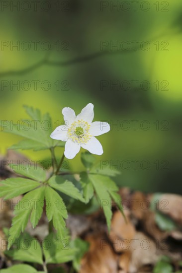 Wood anemone (Anemone nemorosa), flowering in a beech forest, spring, Wilnsdorf, North Rhine-Westphalia, Germany