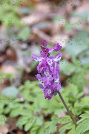 Hollow larkspur (Corydalis cava), inflorescence in a beech forest, Wilnsdorf, North Rhine-Westphalia, Germany