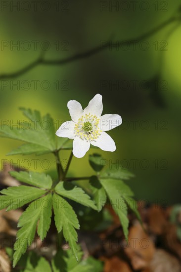 Wood anemone (Anemone nemorosa), flowering in a beech forest, spring, Wilnsdorf, North Rhine-Westphalia, Germany