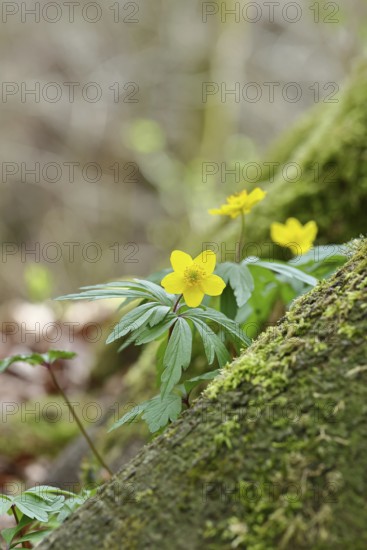 Yellow Anemone, Anemone ranunculoides, Yellow Wood Anemone, Anemone ranunculoides, in a beech forest, Wilnsdorf, North Rhine-Westphalia, Germany