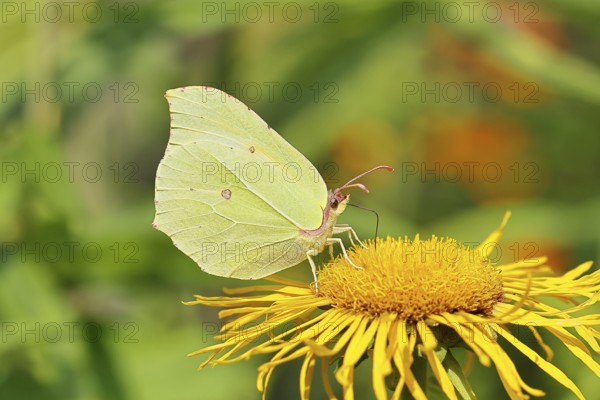 Lemon butterfly (Gonepteryx rhamny) on a yellow flower of a Great Telekie (Telekia speciosa), close-up, Wilnsdorf, North Rhine-Westphalia, Germany