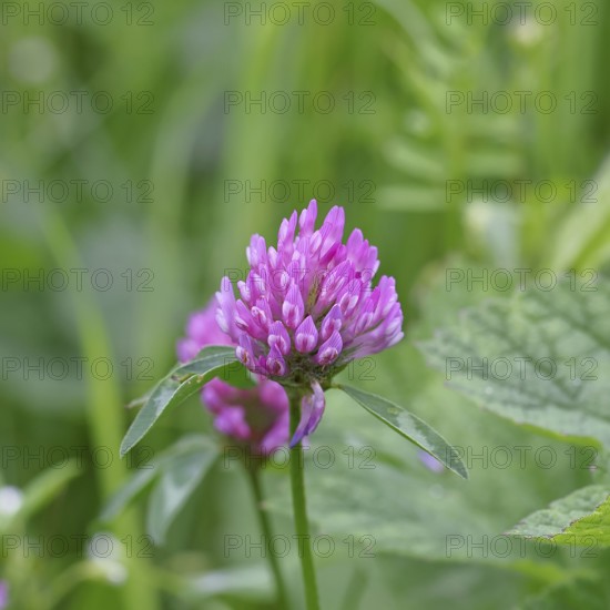 Meadow clover, red clover (Trifolium pratense), flower in a meadow, medicinal herb, Wilnsdorf, North Rhine-Westphalia, Germany