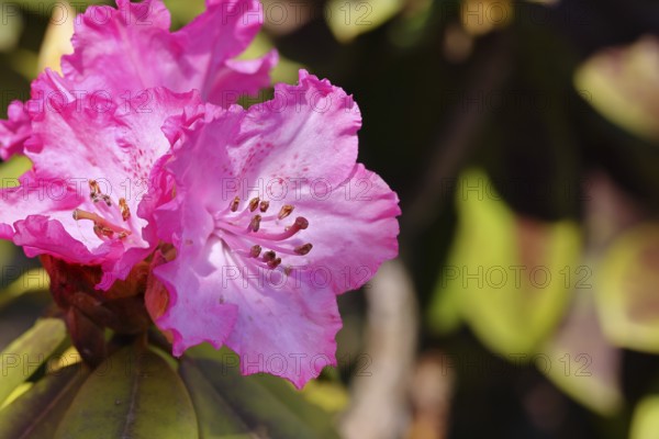 Rhododendron flowers (Rhododendron Homer), purple flowers, in a garden, Wilnsdorf, North Rhine-Westphalia, Germany