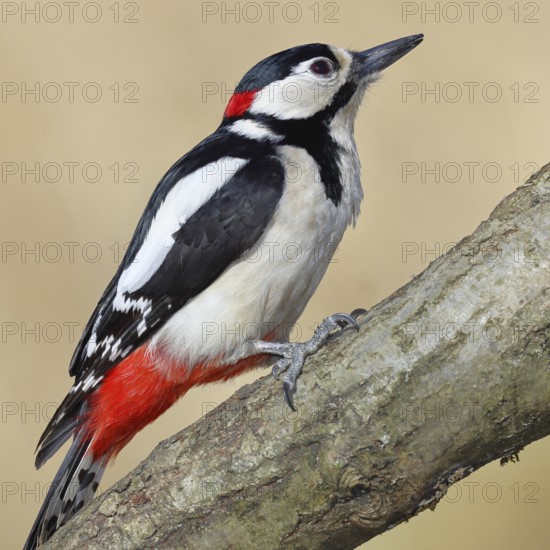 Great spotted woodpecker (Dendrocopos major), male, sitting on a branch, Wilnsdorf, North Rhine-Westphalia, Germany