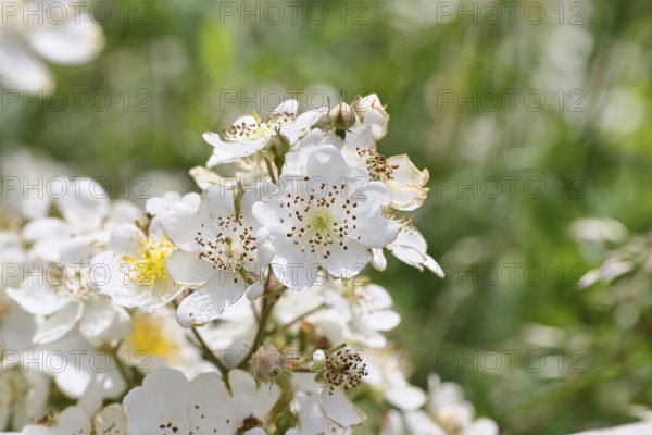 Bibernell rose (Rosa spinosissima L., syn.: Rosa pimpinellifolia L.), also called dune rose, earth rose, field rose, oat rose, prickly rose, spiky rose and rock rose, is one of the oldest wild rose species, dog rose, flowers on a bush, Wilnsdorf, North Rhine-Westphalia, Germany