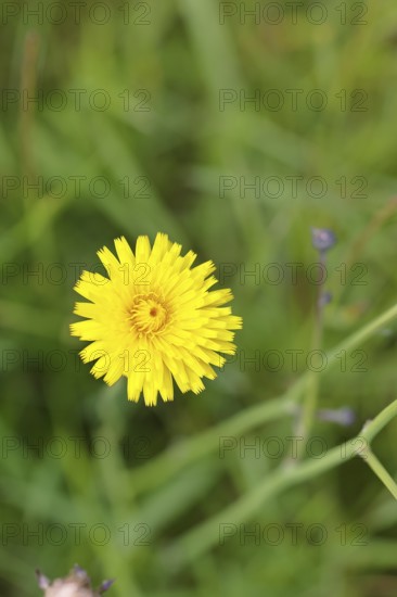 Hieracium lachenalii (Picris hieracioides), hawkweed bitterweed, yellow flower on a rough meadow, close-up, Wilnsdorf, North Rhine-Westphalia, Germany
