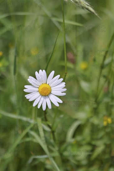 Daisy (Leucanthemum vulgare), flower in a meadow, close-up, macro, Wilnsdorf, North Rhine-Westphalia, Germany
