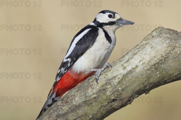 Great spotted woodpecker (Dendrocopos major), male, sitting on a branch, Wilnsdorf, North Rhine-Westphalia, Germany