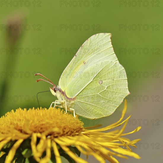 Lemon butterfly (Gonepteryx rhamny) on a yellow flower of a Great Telekie (Telekia speciosa), close-up, Wilnsdorf, North Rhine-Westphalia, Germany