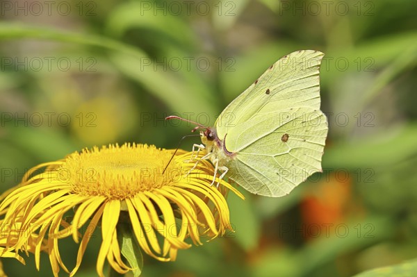 Lemon butterfly (Gonepteryx rhamny) on a yellow flower of a Great Telekie (Telekia speciosa), close-up, Wilnsdorf, North Rhine-Westphalia, Germany