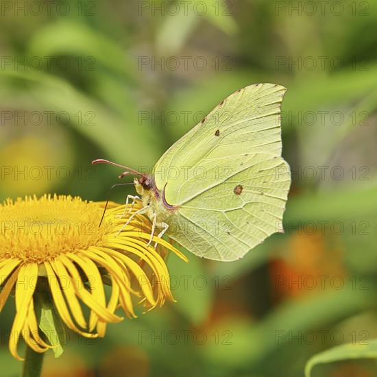 Lemon butterfly (Gonepteryx rhamny) on a yellow flower of a Great Telekie (Telekia speciosa), close-up, Wilnsdorf, North Rhine-Westphalia, Germany