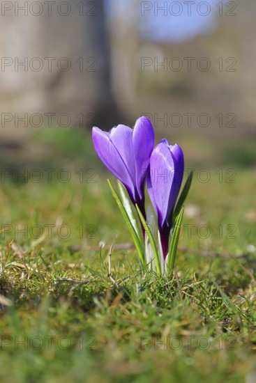 Violet crocus (Crocus neapolitanus), two flowers next to each other, spring, Siegen, North Rhine-Westphalia