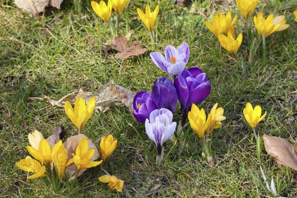 Crocus (Crocus neapolitanus), a meadow full of flowers, spring, Siegen, North Rhine-Westphalia