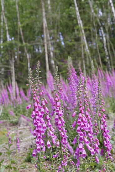 Common foxglove (Digitalis purpurea), flowers at the edge of a forest, from the plantain family, highly poisonous lethal plant, Wilnsdorf, North Rhine-Westphalia, Germany