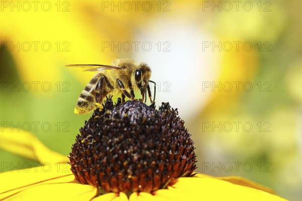 European honey bee (Apis mellifera), collecting nectar from a yellow coneflower (Echinacea paradoxa), macro photograph, Wilnsdorf, North Rhine-Westphalia, Germany