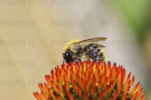 Field bumblebee (Bombus pascuorum), collecting nectar on a purple coneflower (Echinacea purpurea), close-up, Wilnsdorf, North Rhine-Westphalia, Germany