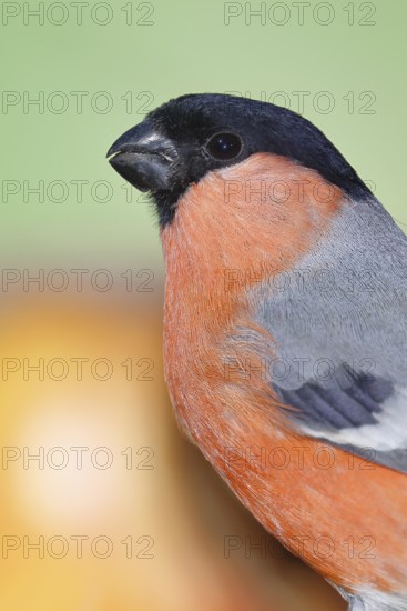 Bullfinch (Pyrrhula pyrrhula), male, animal portrait, Wilnsdorf, North Rhine-Westphalia, Germany