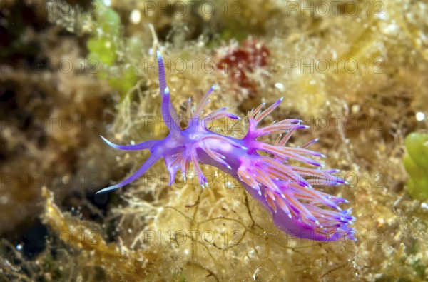 Thread snail (Flabellina affinis) Nudibranch Gill-breather with slightly transparent appendages with orange-red translucent midgut gland left head with antennae, Mediterranean Sea, Sardinia, Italy