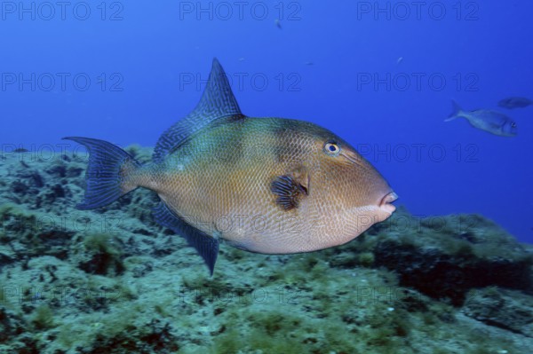 Grey triggerfish (Balistes capriscus), Eastern Atlantic, Canary Islands, Spain