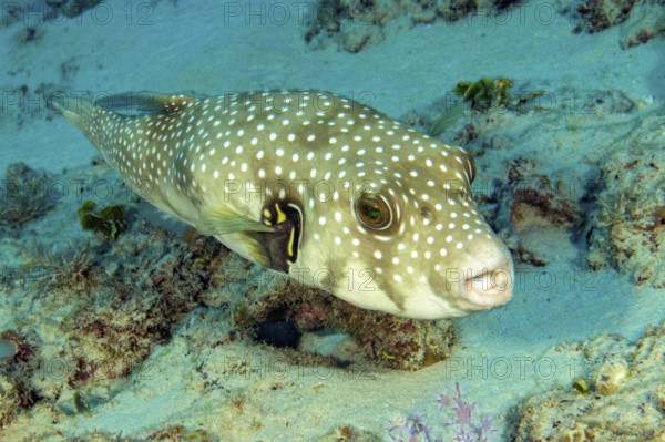 White-spotted pufferfish (Arothron hispidus) swimming on the seabed with coral rock, Red Sea, Hurghada, Safaga, Egypt
