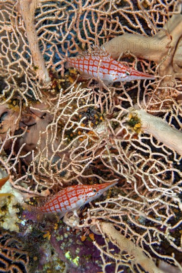 Underwater photo close-up pair of two longnose hawkfish (Oxycirrhites typus) sitting in fan coral (Annella mollis) synonym (Subergorgia mollis) horn coral, Red Sea, Dahab, Sinai, Egypt