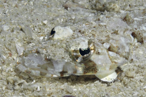 Extreme close-up underwater photo of juvenile brownhead crocodile fish (Cymbacephalus beauforti) lurking hunter camouflaging in sandy seabed, Red Sea, Egypt