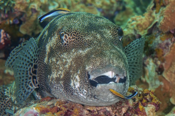 Underwater photo of symbiotic behaviour Symbiosis of giant pufferfish (Arothron stellatus) lying on stony coral (Scleractinia) and two cleaner wrasse (Labroides dimidiatus) Cleaner wrasse in open mouth, Indo-Pacific