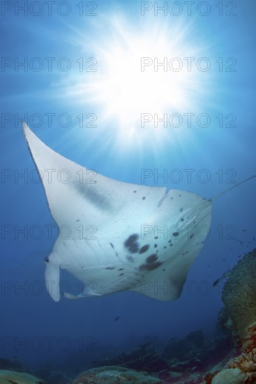 Underwater photo backlit photograph of reef manta ray (Mobula alfredi) living close to shore synonym ray common name devil ray swims above cleaning station in shallow tropical coral reef with reef-forming hard corals (Scleractinia) stony corals, above sun with sun rays penetrating sea surface water surface, tropical seas, Pacific, Yap Island, Yap State, Caroline Islands, FSM, Federated States of Micronesia, Australia, Oceania