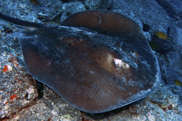 Underwater photo of round stingray (Taeniura grabata) Stingray swimming across seabed past viewer, East Atlantic Ocean, Fuerteventura, Canary Islands, Spain