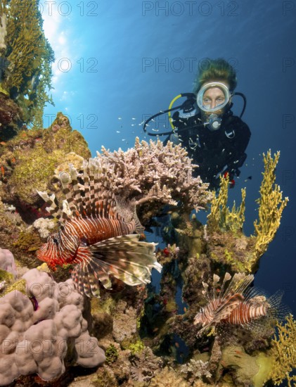 Underwater photo of scuba diver diver swimming on reef wall drop off from tropical coral reef reef building hard corals stony corals (Scleractinia) staghorn corals (Acropora) fire corals (Millepora), looking at two lionfish (Pterois milses) in the foreground with raised spread fins poisonous spines, Red Sea, Soma Bay, Safaga, Egypt