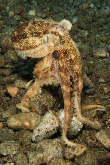 Underwater photo of poisonous small mototi octopus (Amphioctopus mototi), with blue ring on each side under head, poisonous. dangerous marine animal, Octopod, Cephalopod, Pacific, Dauin, Dumaguete, Negros Oriental, Negros, Visayas, Philippines